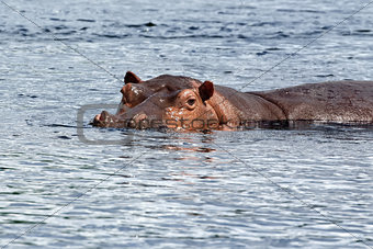 Hippopotamus on the Nile River in Africa 