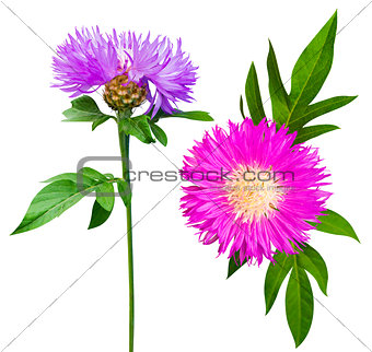 milk thistle flower. milk thistle. Flowering Milk thistle on whi