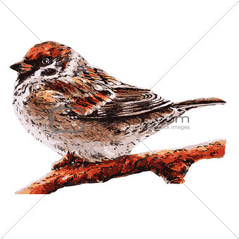 small sparrow on the tree. Bird illustration