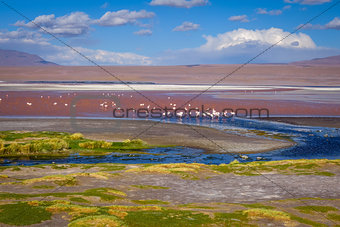Laguna colorada in sud Lipez Altiplano reserva, Bolivia