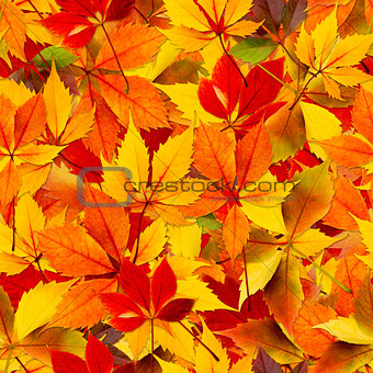 Autumn Seamless Leaves
