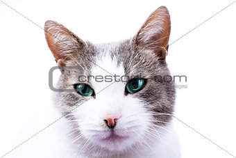 Cat with blue eyes wallpaper. Domestic cat with blue eye color.