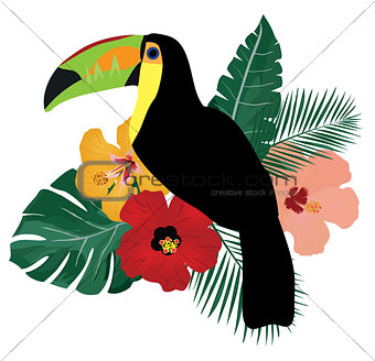 Vector Toucan Bird