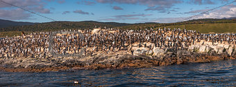 Colony of king cormorants Beagle Channel, Patagonia