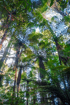 Giant Sequoia redwood forest, Rotorua, New Zealand