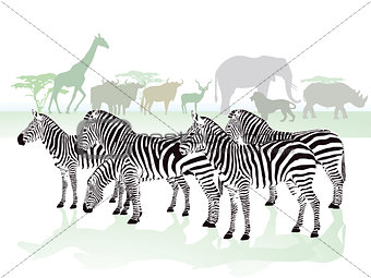 zebras in the savanna