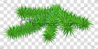 Lush green fir pine branch on transparent background