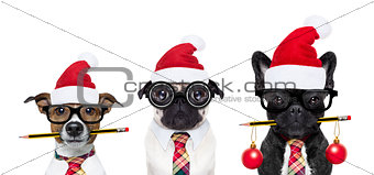 dog office workers on christmas holidays