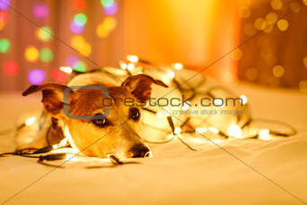 christmas dog with fairy lights
