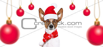 dog on christmas holidays
