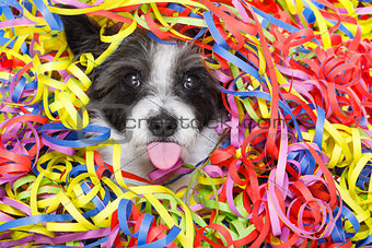 party celebration dog 