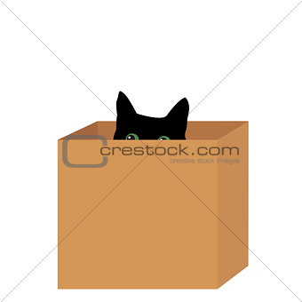 Black cat in a box
