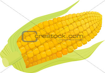 corn vector isolated on white background