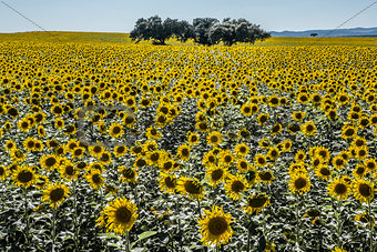 Sunflower field in in backlight over clean blue sky with holm oa