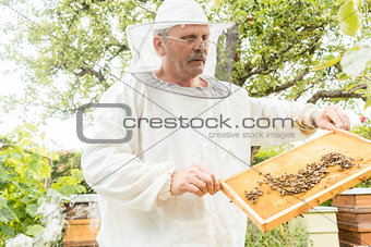 Beekeeper holding honeycomb with bees in his hands