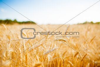 Photo of ripe ears of wheat, sky, forest