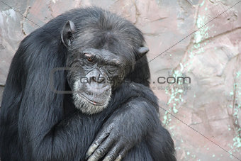 Portrait of a sad chimpanzee