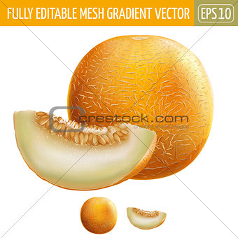 Melon on white background. Vector illustration