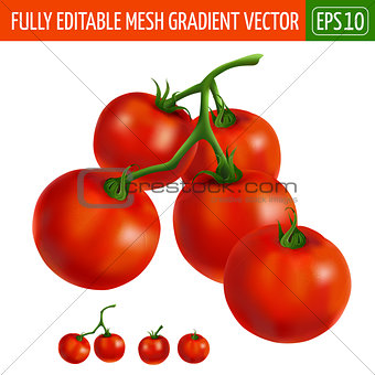 Cherry tomatoes on white background. Vector illustration