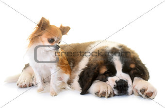 puppy saint bernard and chihuahua