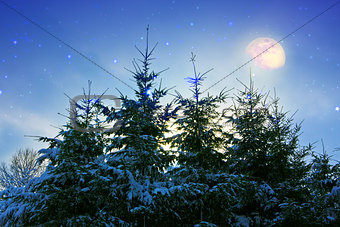 Winter landscape with snow covered fir trees and moon.