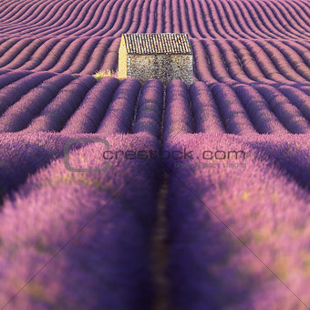 Lavender field in Provence (France)