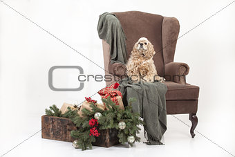 Little Fuffy Dog On A Big Armchair