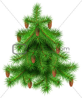 Green christmas fir pine tree with cones