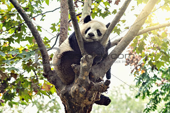 Giant Panda sleeps on the tree.