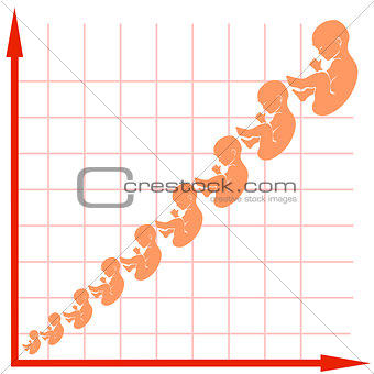 Human Fetus Growth Chart