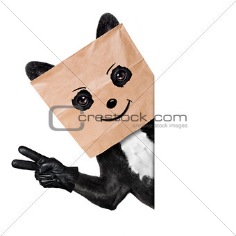 dog with paper bag on head