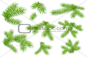 Set of green fluffy fir pine branches isolated on white background