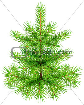 Green small Christmas pine fir tree