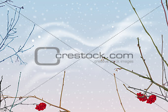 Red berries and branches of mountain ash on background of winter sky. Snowfall winter sky landscape