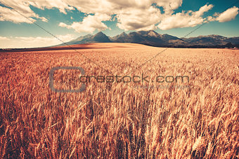 Summer ripe orange wheat field with mountain range