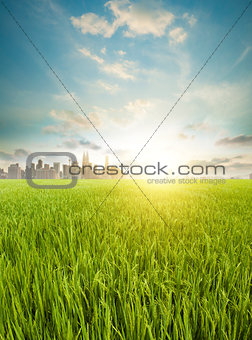 Kuala Lumpur city skyline and agriculture