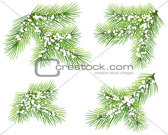 Set green pine branch isolated on white. Fir branch under snow