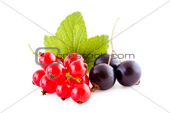 Red and black currants on white