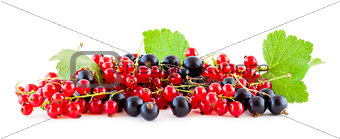 Red and black currants on white panoramic