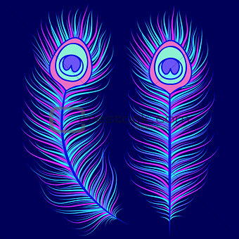 Peacock feathers on dark blue background