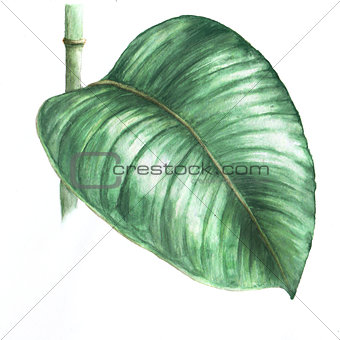 Watercolor illustration of rubber plant
