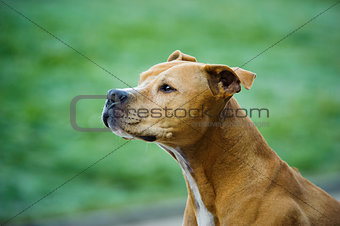 American Pit Bull Terrier dog