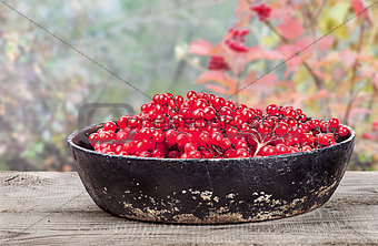 Viburnum in a pan on wooden table
