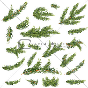 Set of Fir Branches. Christmas Tree.