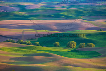 Wheat fields and rolling hills of the Palouse region of Washington State United States of America from Steptoe Butte