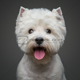 beautiful west highland white terrier dog