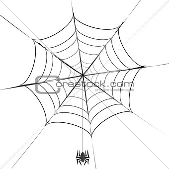 Polygonal Grey Spider and Her  Cobweb