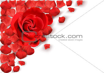 Background with Red Rose