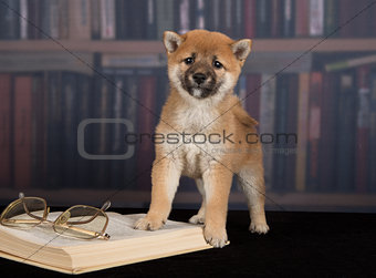 dog Shiba Inu reading books