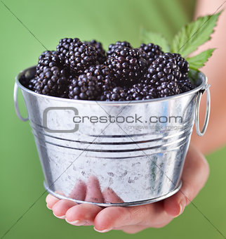 Blackberries in a small metallic bucket - in woman hand
